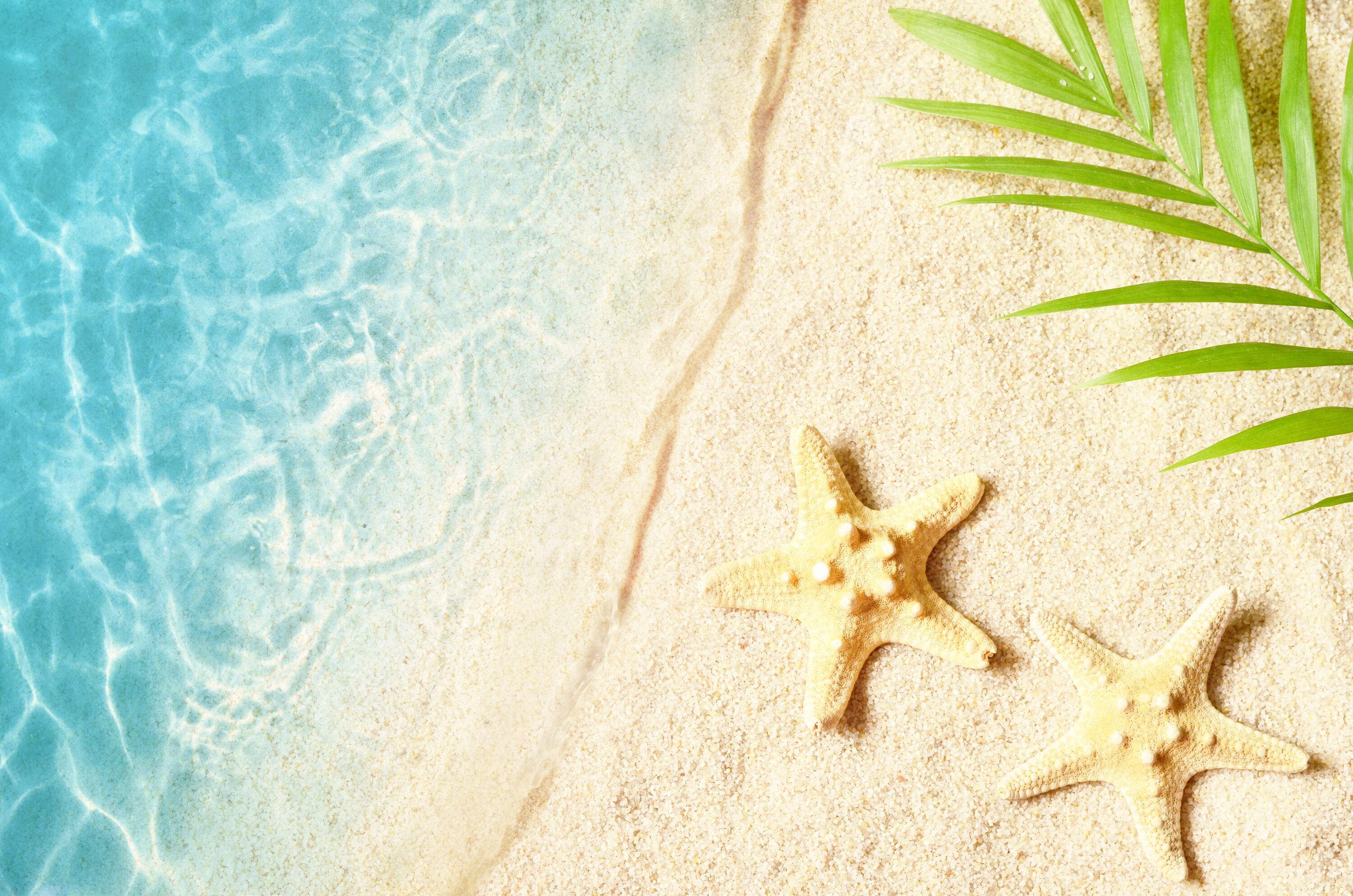 Summer background with green palm leaf and starfish. Beach texture. Copy space. Top view.